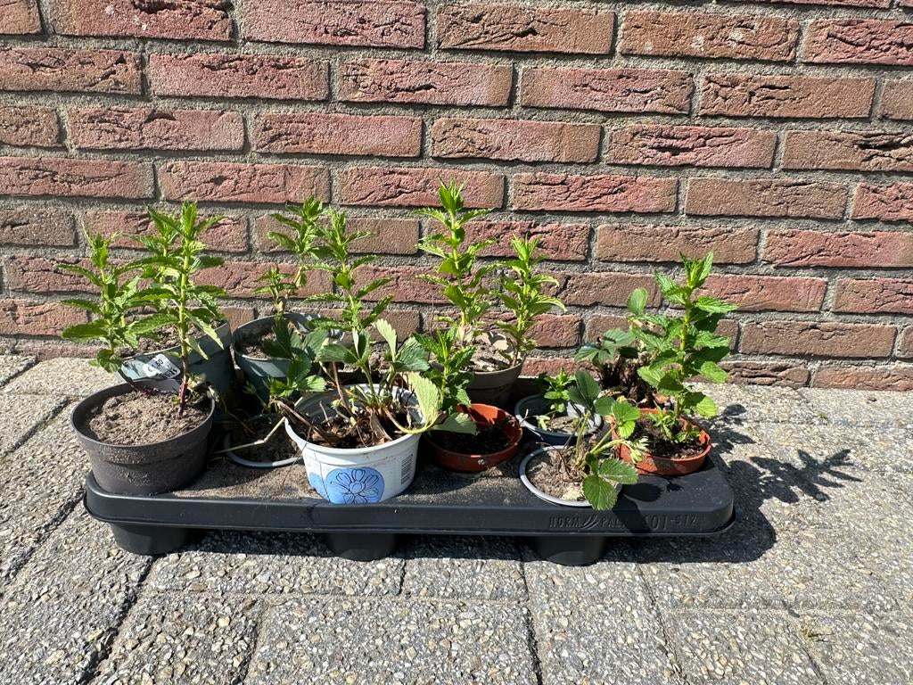 Aardbeien plantjes, Ophalen of Verzenden, Volle zon