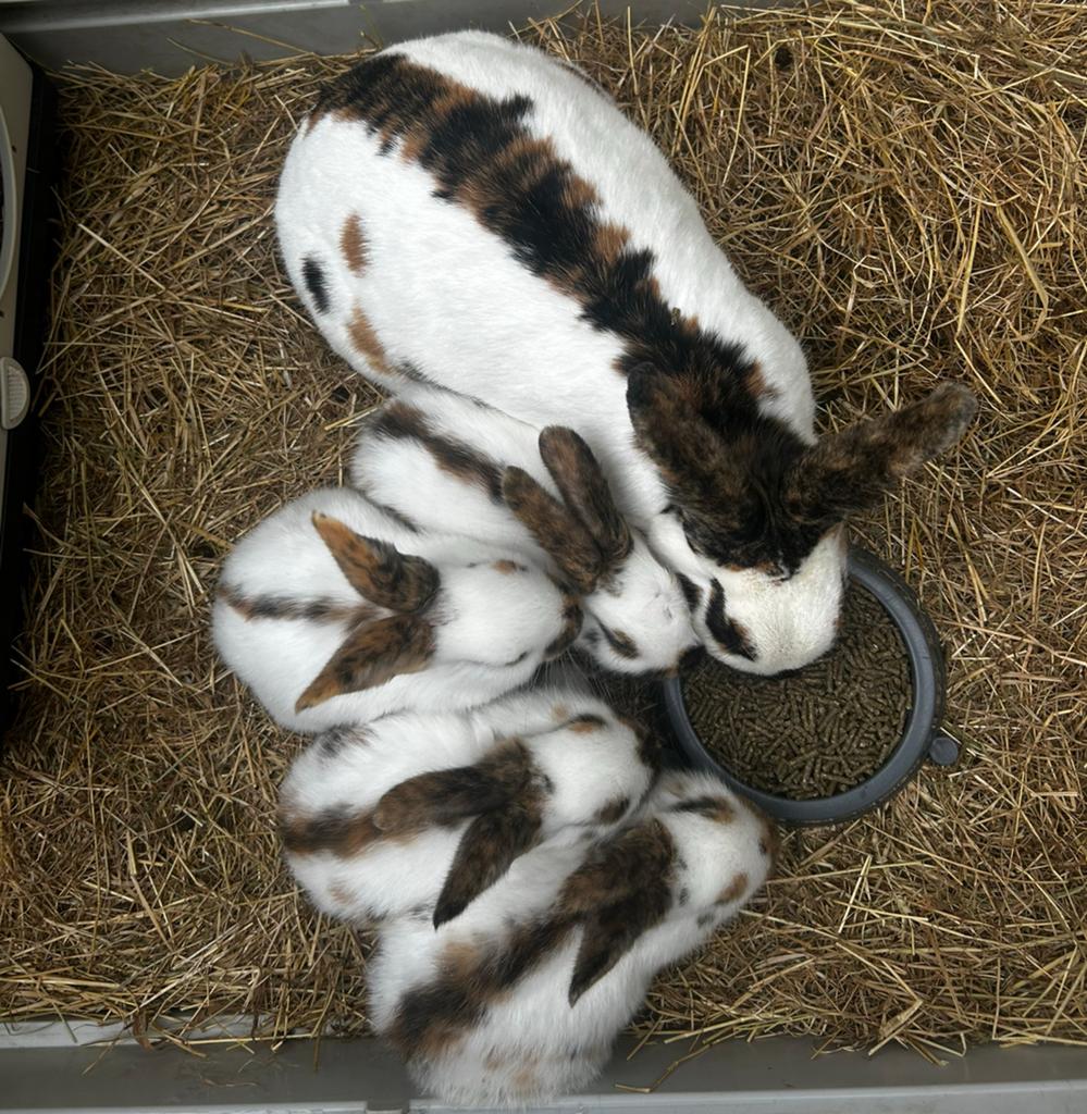 Lief rijnlander rammetje, Dieren en Toebehoren, Konijnen, Mannelijk, Middelgroot, 0 tot 2 jaar