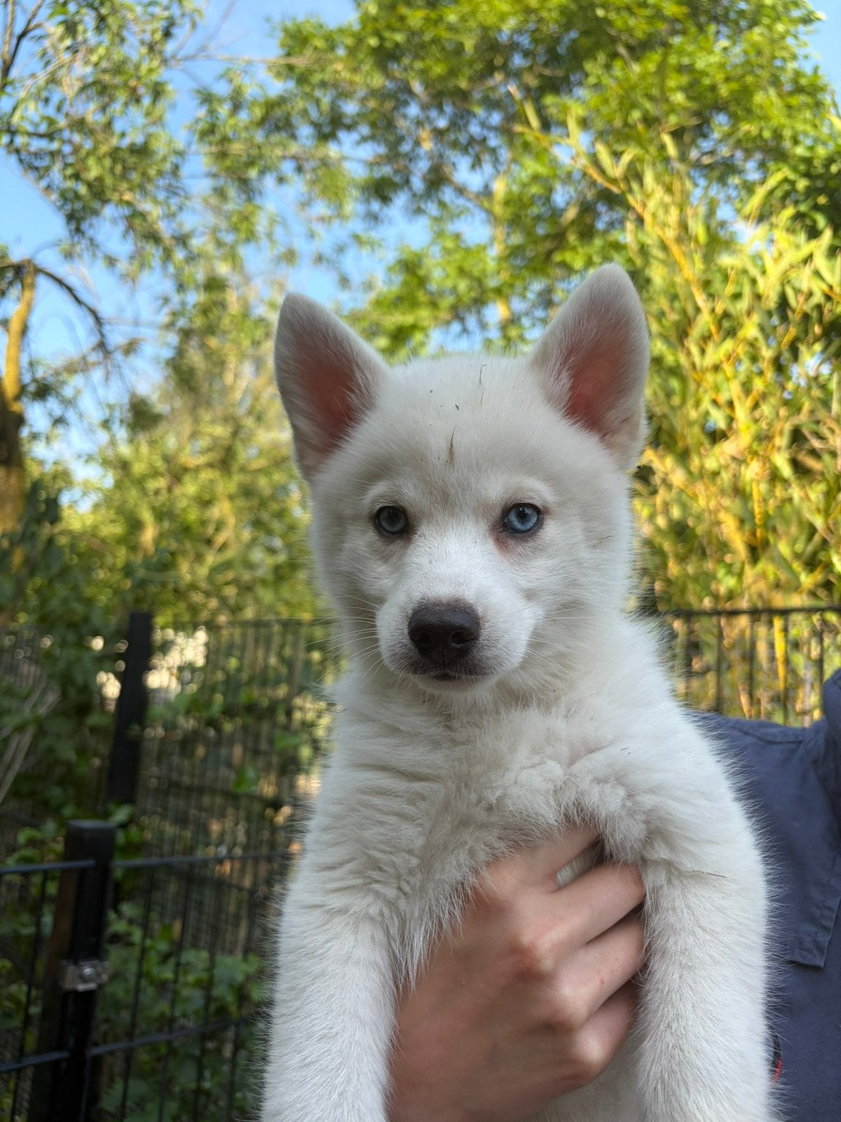 Pomsky pups f3, Dieren en Toebehoren, Honden | Poolhonden, Keeshonden en Oertypen, Parvo, 8 tot 15 weken, Meerdere, Meerdere dieren