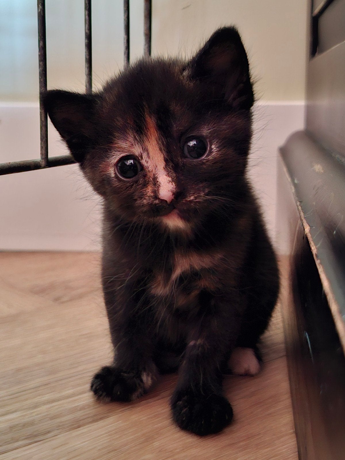 Kittens, ontwormd en ontvlooid., Dieren en Toebehoren, Meerdere dieren, Ontwormd, 0 tot 2 jaar