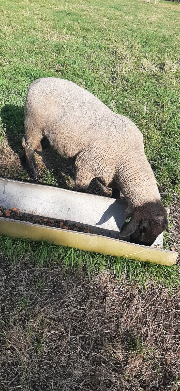 suffolk dekram, Mannelijk, Schaap, 0 tot 2 jaar