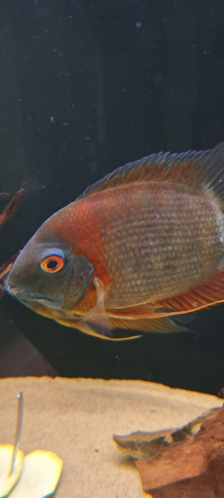 heros severum 4 stuks, Vis