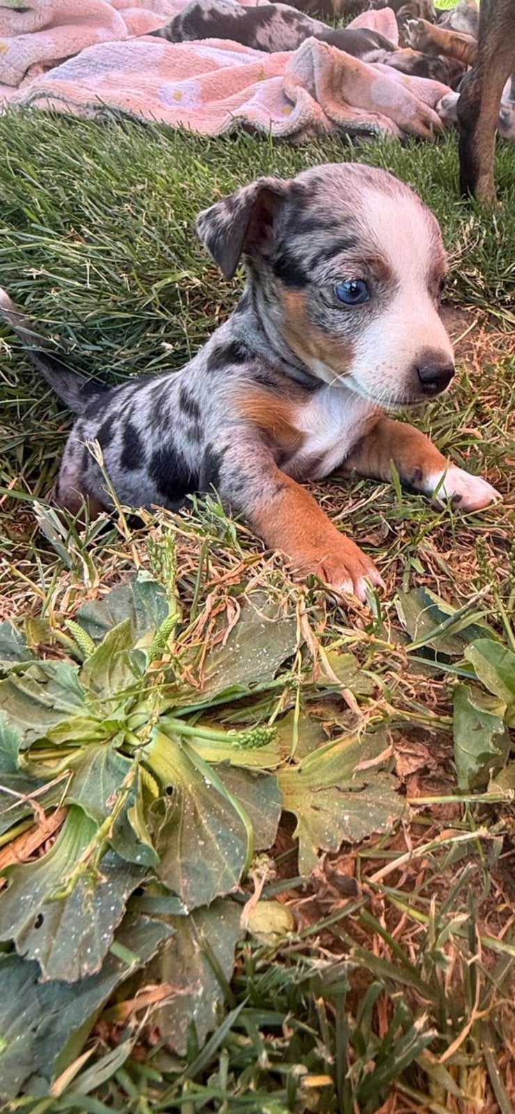 Super mooie merle jack-russel teefjes hove/boechout belgie, België, Particulier, Jack Russell Terriër, Teef