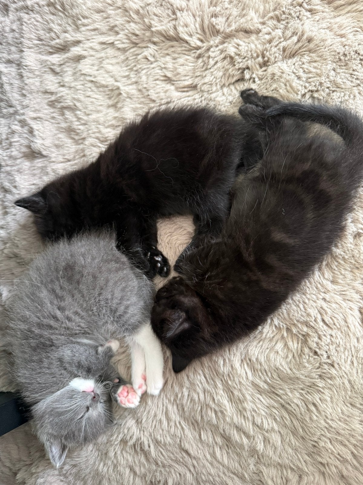 X Ragdoll kittens, Poes, Ontwormd, 0 tot 2 jaar