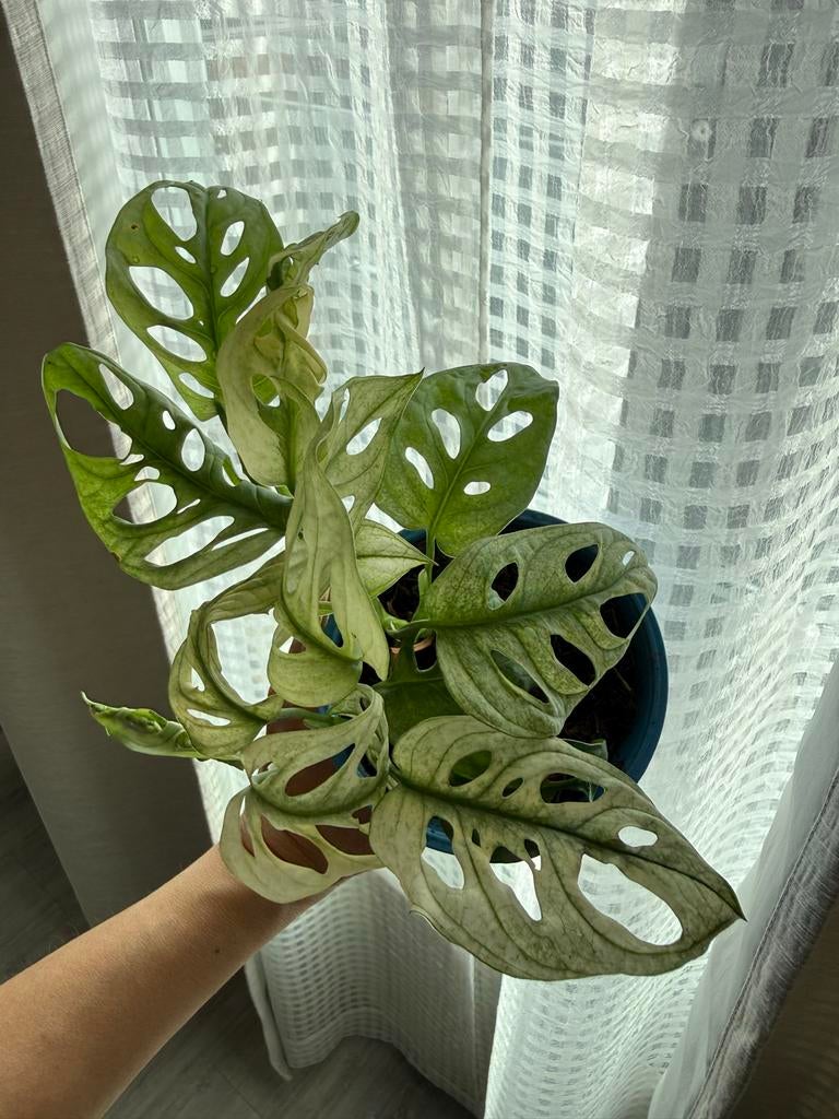 Monstera Adansonii Variegata - Zeldzame Kamerplant, Overige soorten, Vaste plant, Ophalen of Verzenden, Bloeit niet
