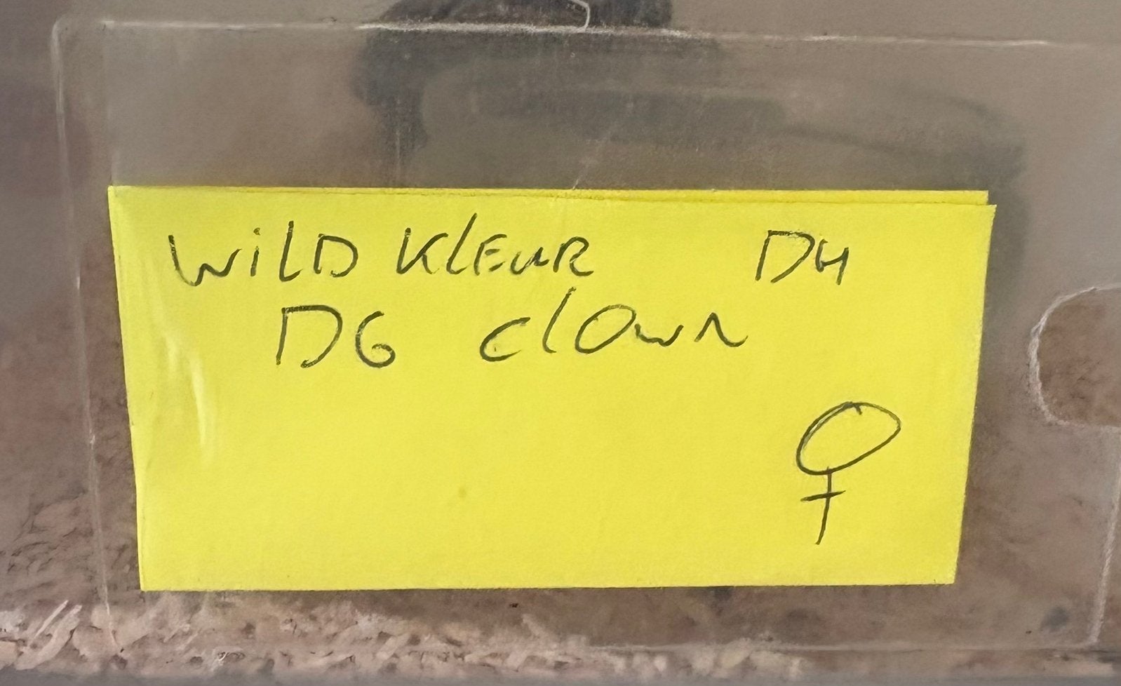 Wildkleur dh DG Clown vrouw koningspython ballpython Ball Python photo 3