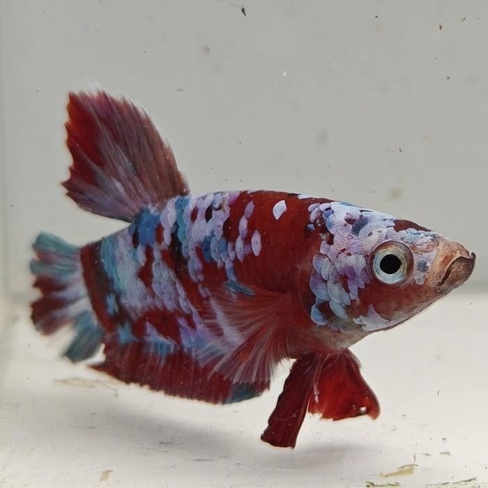 Betta splendens man 22, Dieren en Toebehoren, Vis