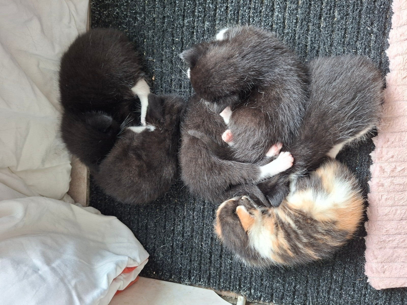 kittens te koop