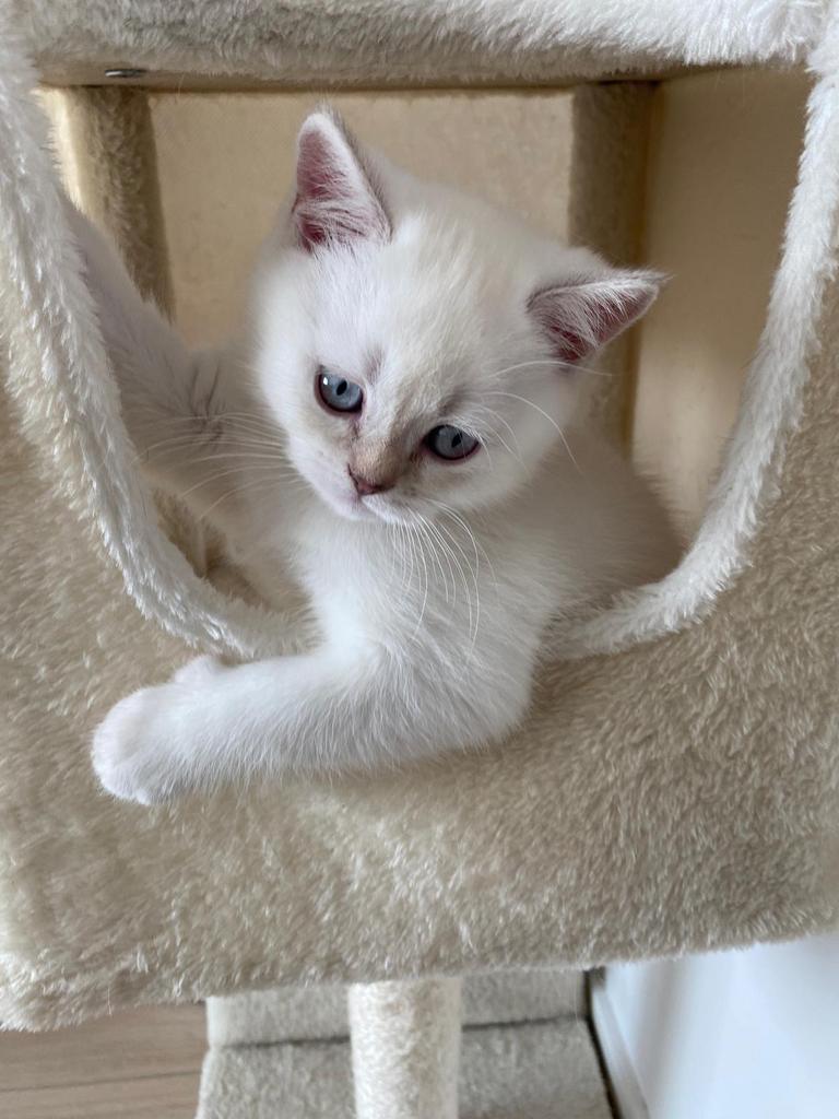 Britse Korthaar kittens, Meerdere dieren