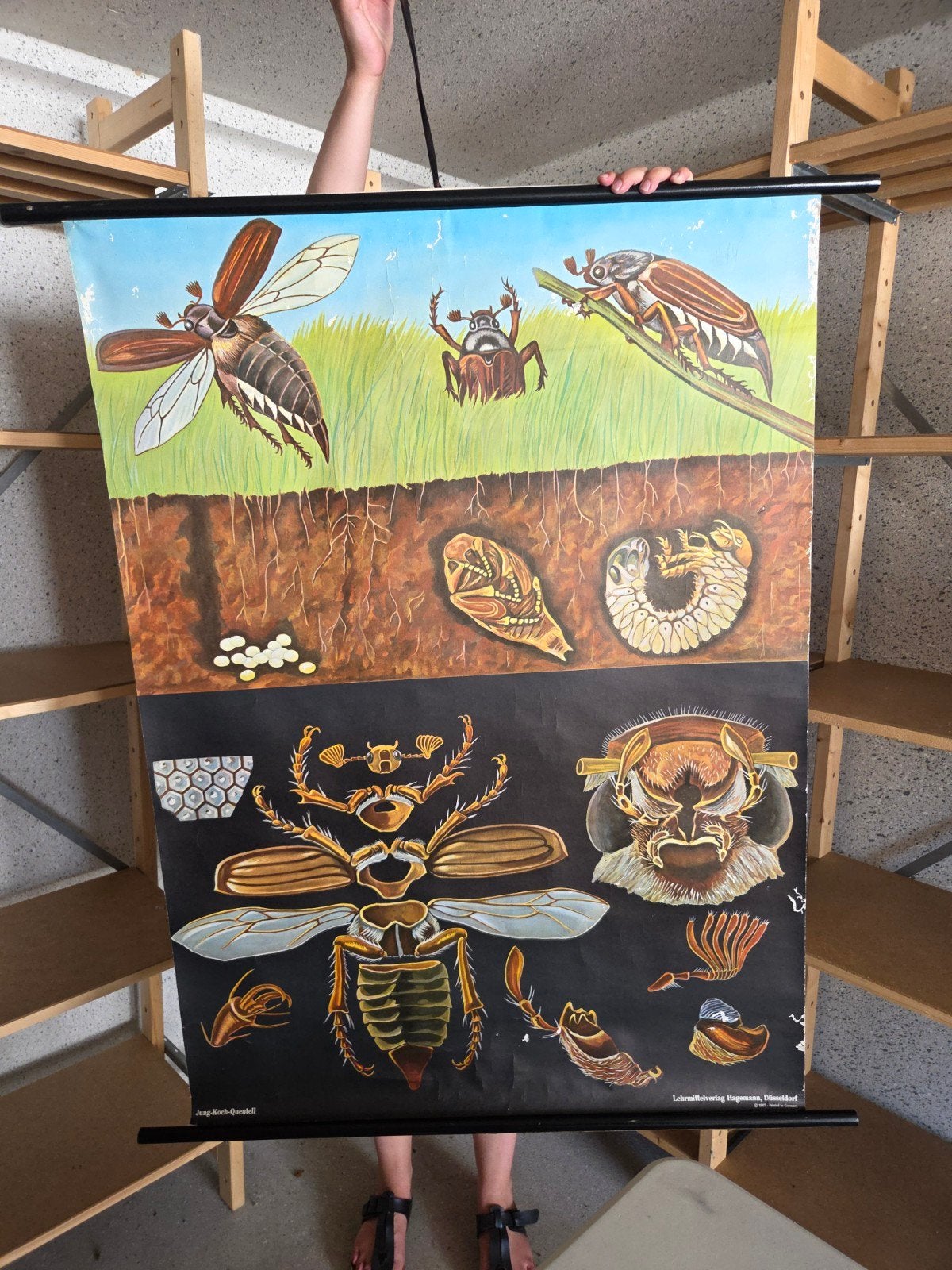 Vintage Hagemann Maikäfer Schoolplaat - Biologie Onderwijs, Ophalen of Verzenden