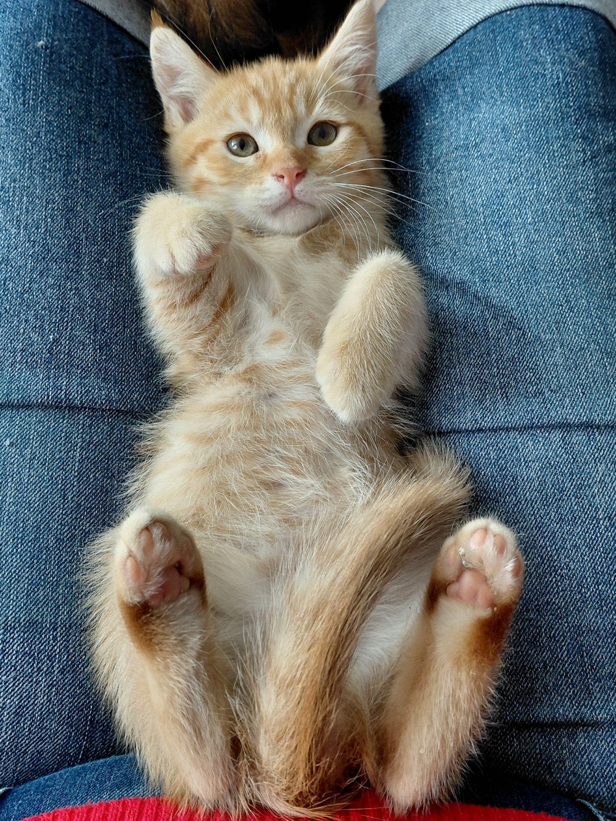 SUPER mooi en gezond nest Pers/ Maine Coon-Europese Korthaar, Dieren en Toebehoren, Meerdere dieren, Ontwormd