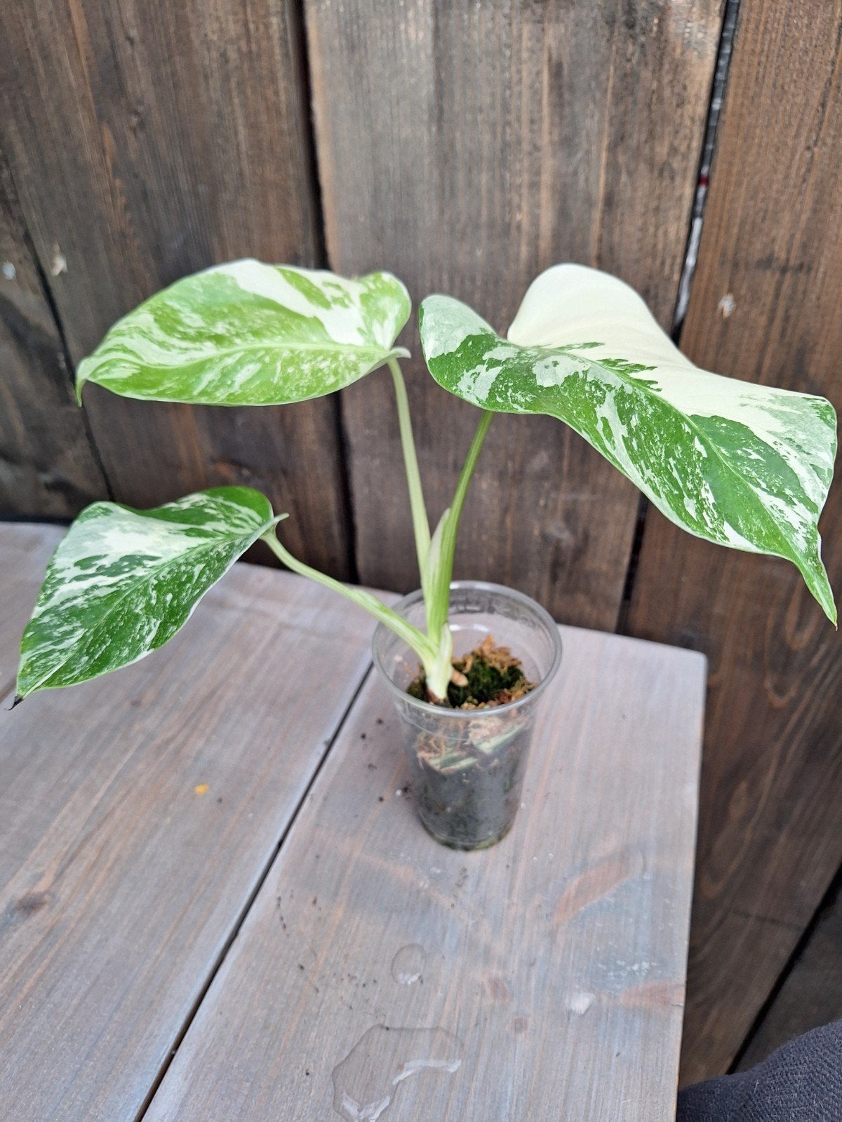 Monstera variegata plantje, Huis en Inrichting, Ophalen of Verzenden, Halfschaduw, Minder dan 100 cm