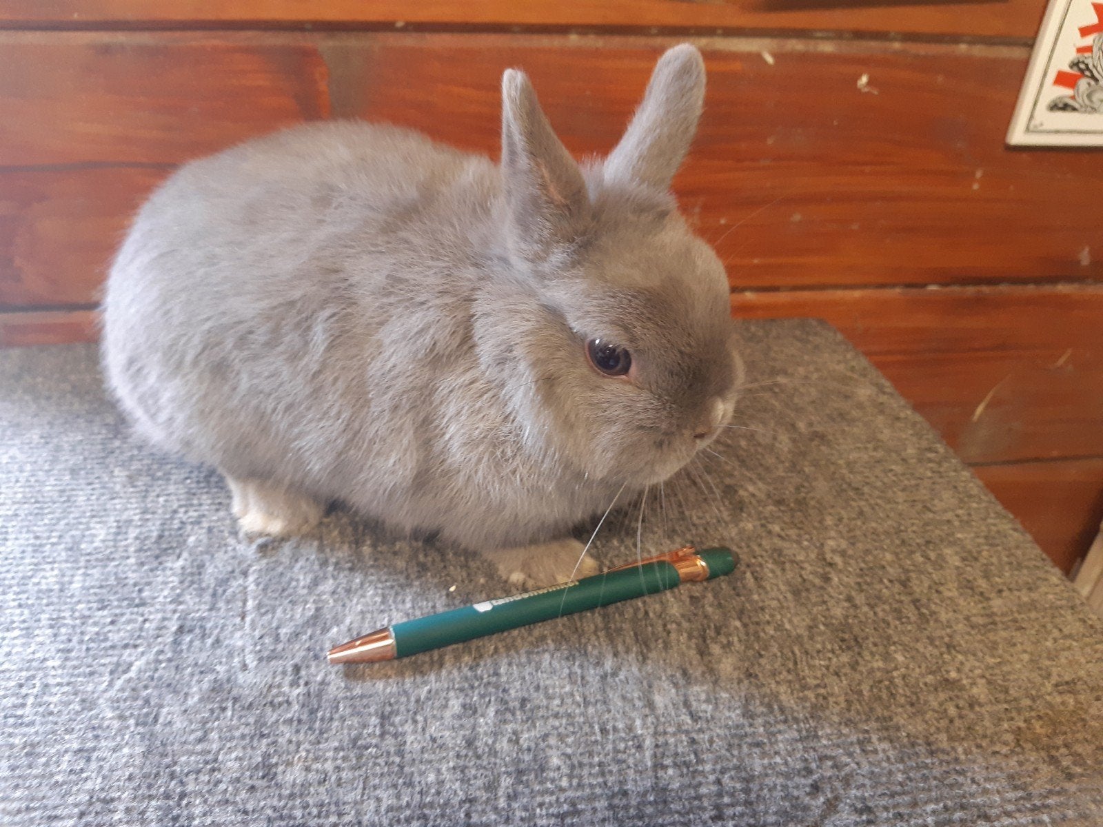 Raszuivere Kleurdwerg,  voedstertje, Dieren en Toebehoren, Konijnen, Dwerg, Vrouwelijk, 0 tot 2 jaar