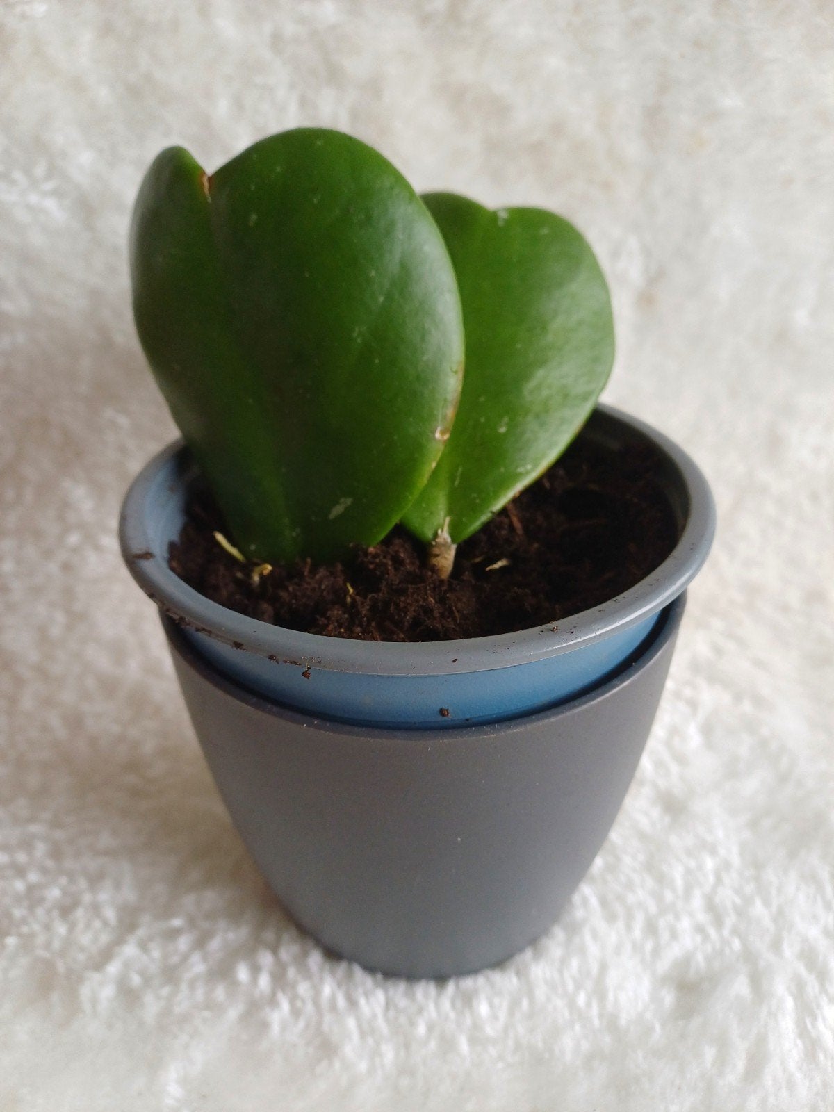 Hoya Kerrii plant / hartjesplant (P12) no. 2, Huis en Inrichting, Ophalen, Halfschaduw, Minder dan 100 cm