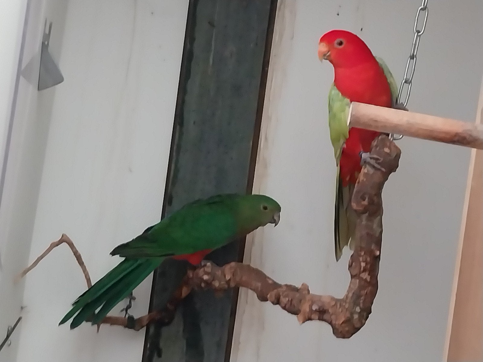 te koop koppel konings parkieten, Meerdere dieren, Parkiet, Geringd