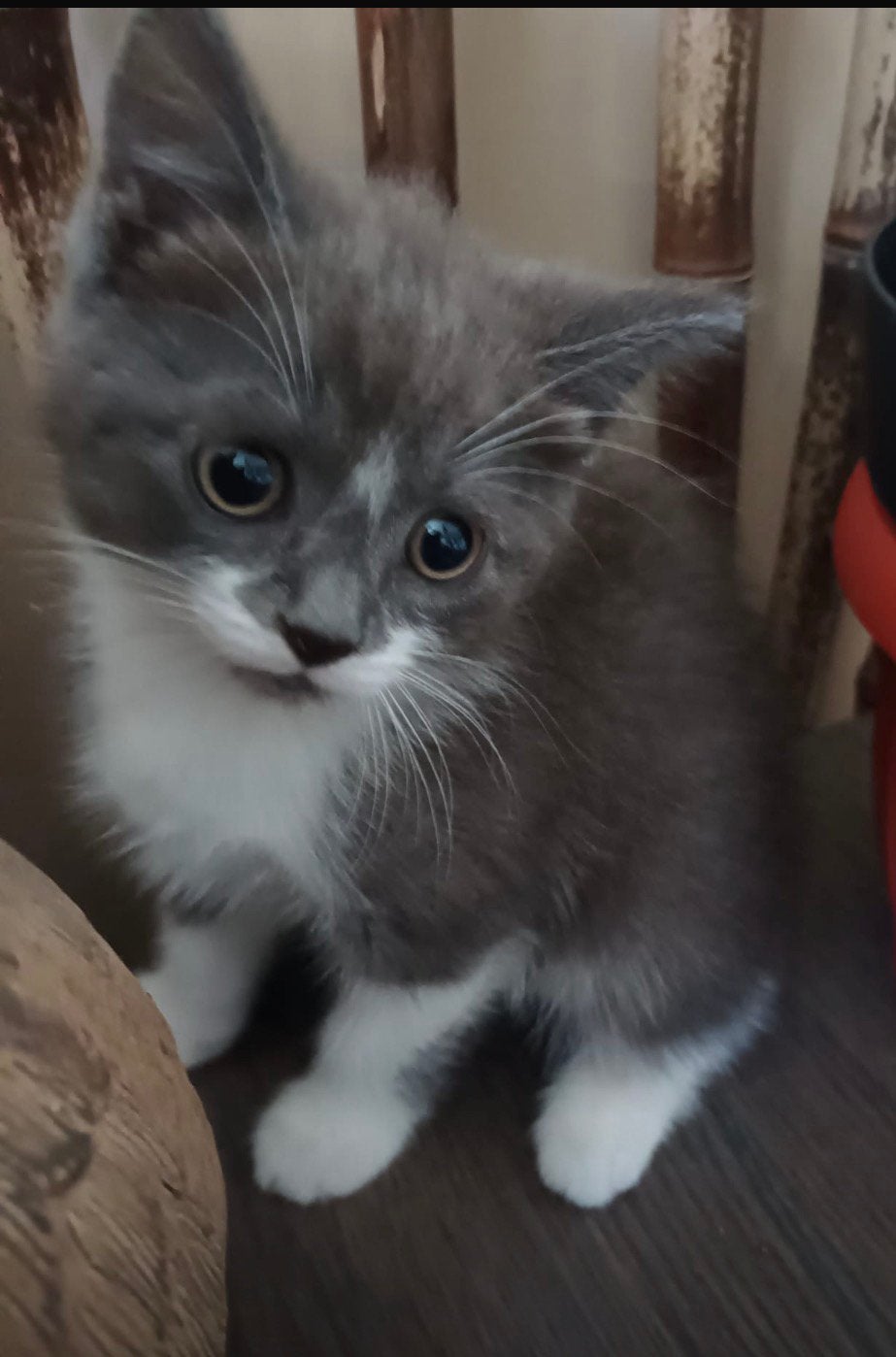 Britse korthaar x Khao Manee kittens grijs poesje wit kater, Dieren en Toebehoren, Katten en Kittens | Raskatten | Langhaar, Poes