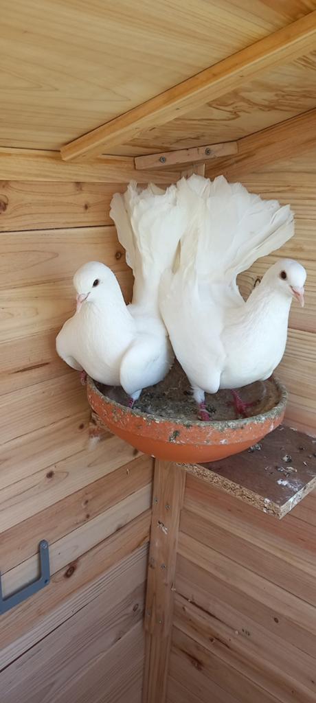 Boerenpauwstaart  gratis ophalen, Dieren en Toebehoren, Vogels | Duiven, Mannelijk, Overige soorten