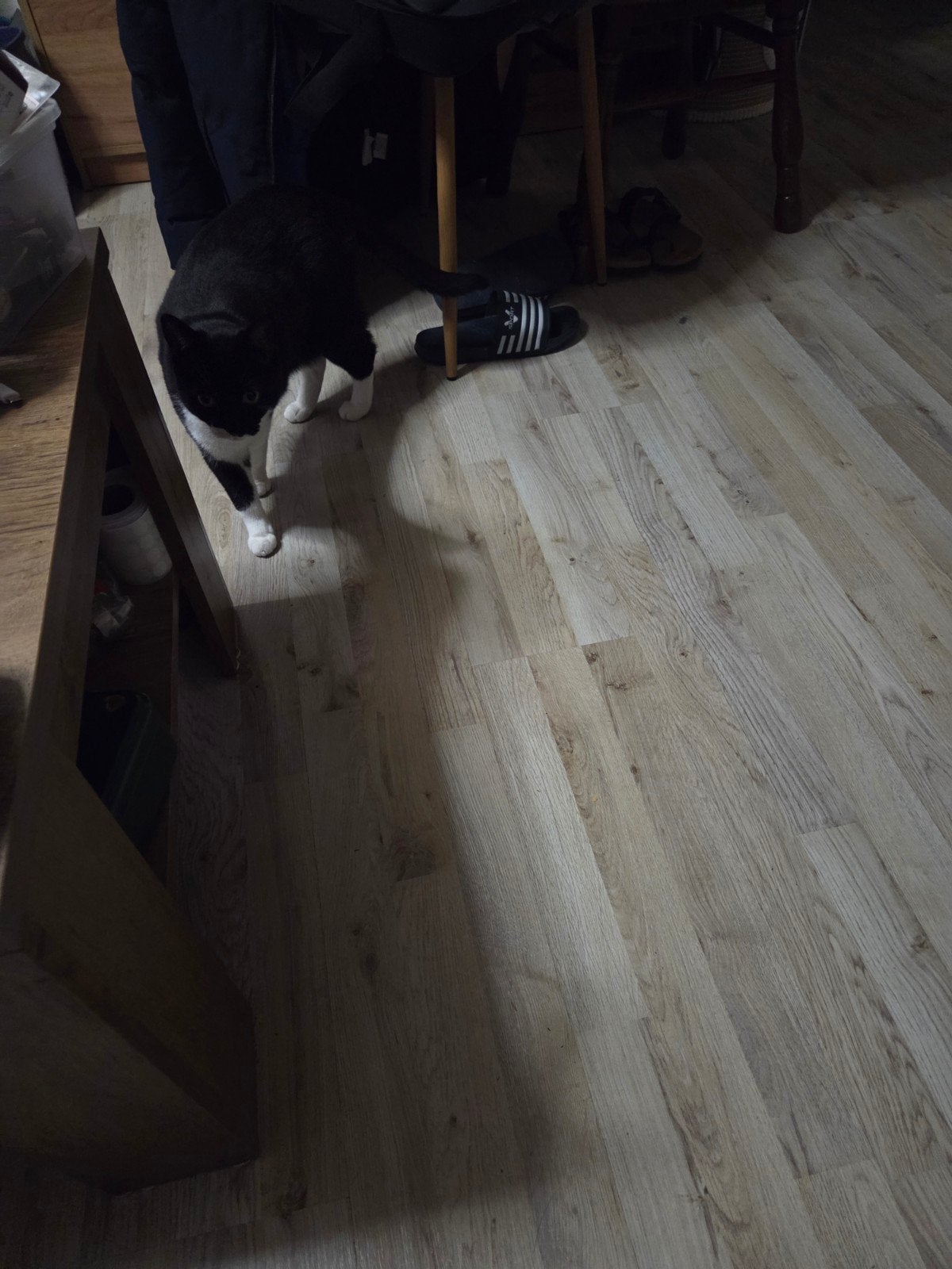 poes, Dieren en Toebehoren, Poes, Gechipt, 6 jaar of ouder