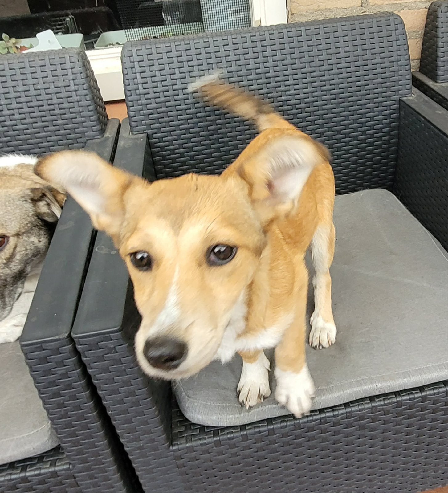 Younah, klein medium pup teefje 4 maanden, Dieren en Toebehoren, Honden | Niet-rashonden, Particulier, 15 weken tot 1 jaar, Buitenland