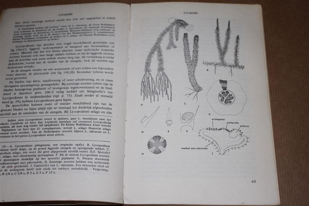 Mossen en vaatplanten. Bouw, levenscyclus Cormophyta..., Ophalen of Verzenden, Gelezen