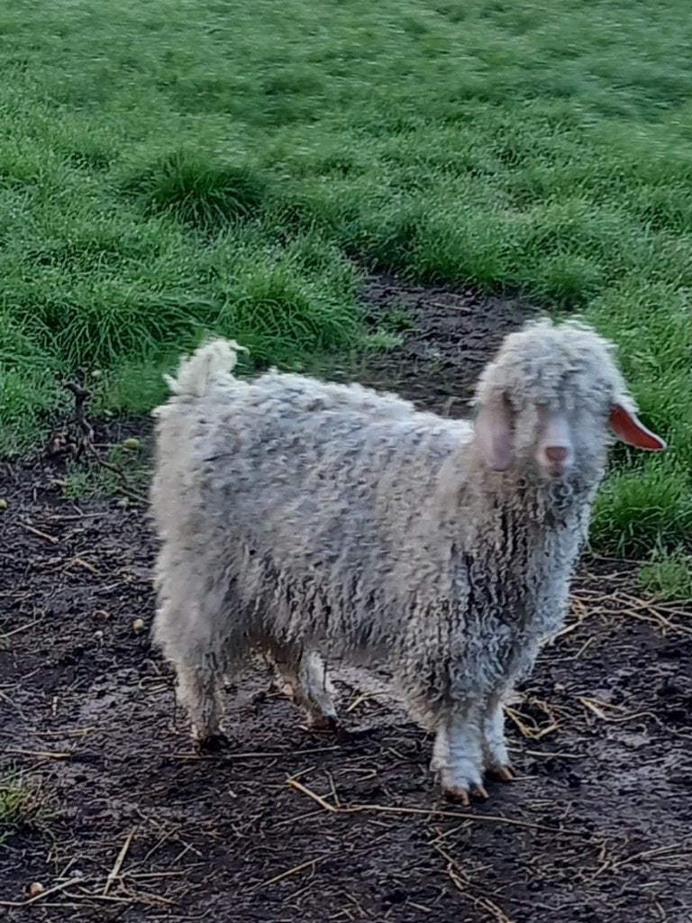 Angora geiten/bok, Mannelijk, Geit, 0 tot 2 jaar
