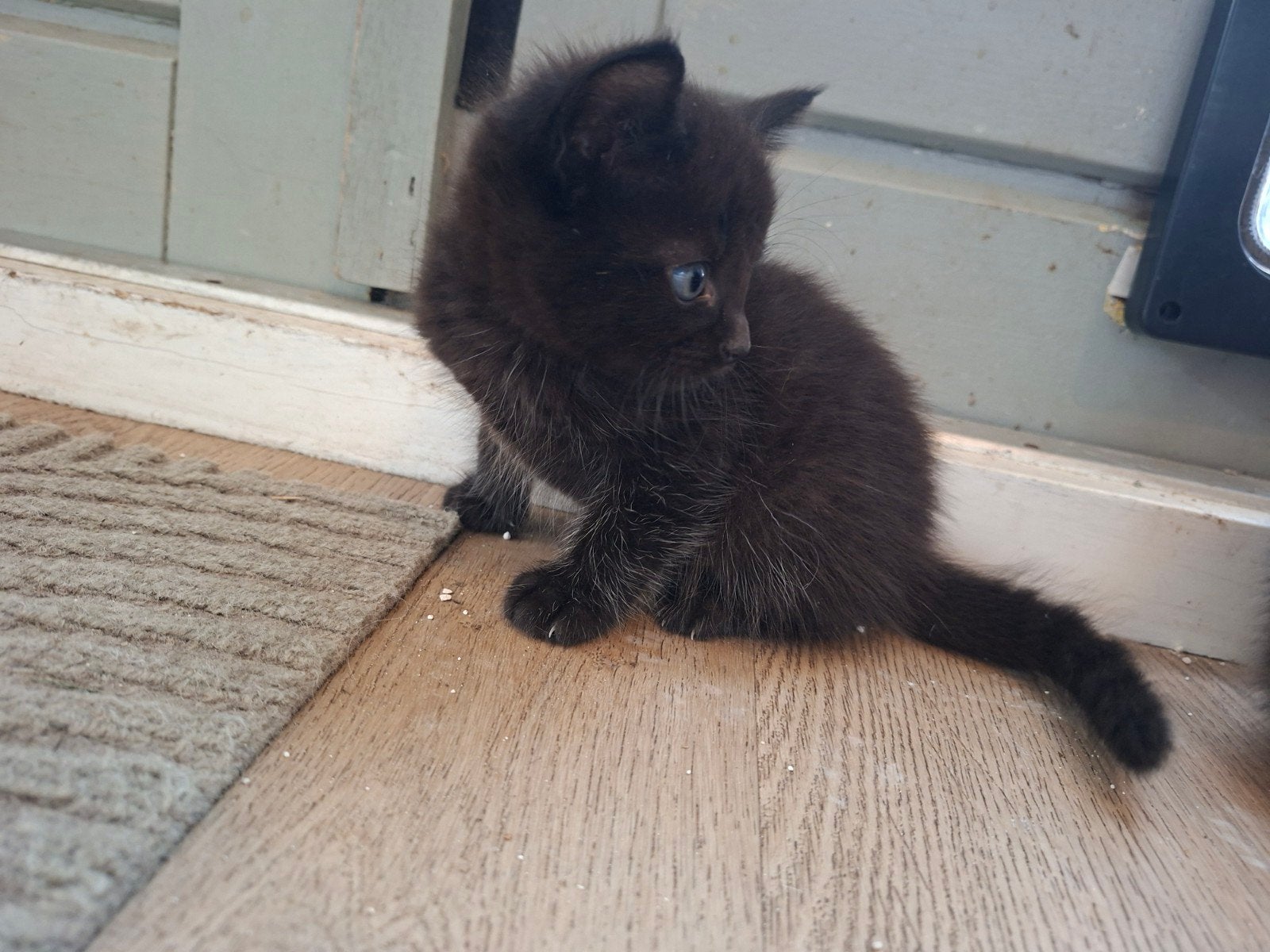 kruising maine coon x brits korthaar kittens., Dieren en Toebehoren, Meerdere dieren, 0 tot 2 jaar