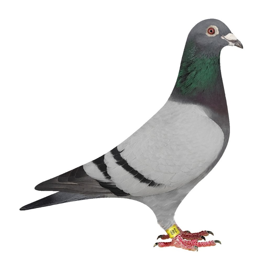 Super Rudy - Doffer Gaby Vandenabeele x Vloemans, Dieren en Toebehoren, Mannelijk, Postduif