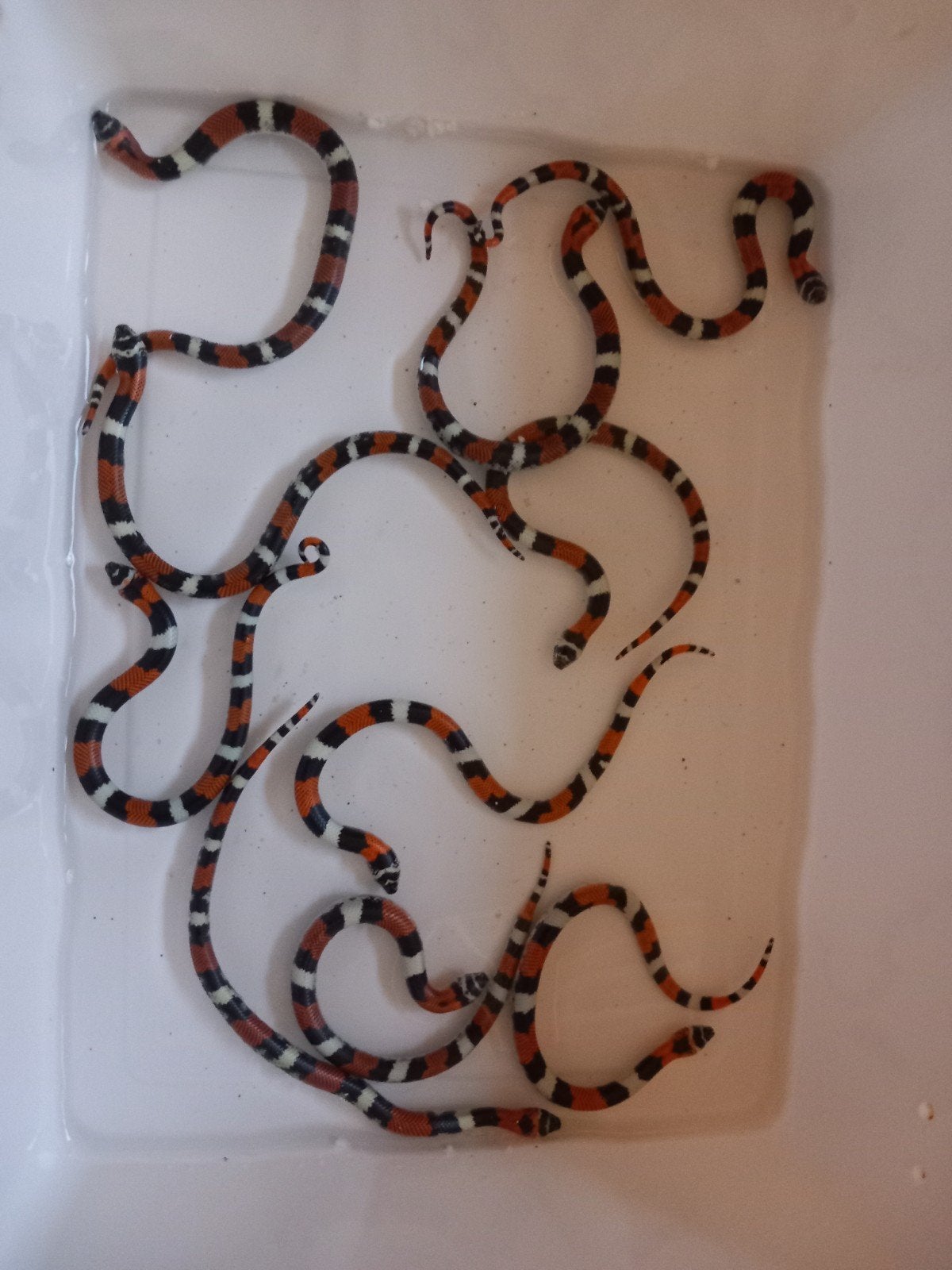 driekleurige haakneus tricolor hognose xenodon pulcher Hognose Snake - unknown for sale from Serpentum viridis