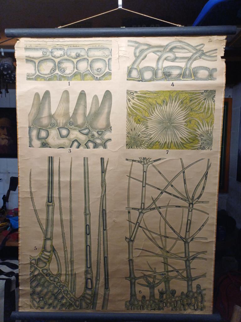 Vintage Biologie Schoolplaat: Plantencellen en Structuren, Ophalen of Verzenden, Natuur en Biologie