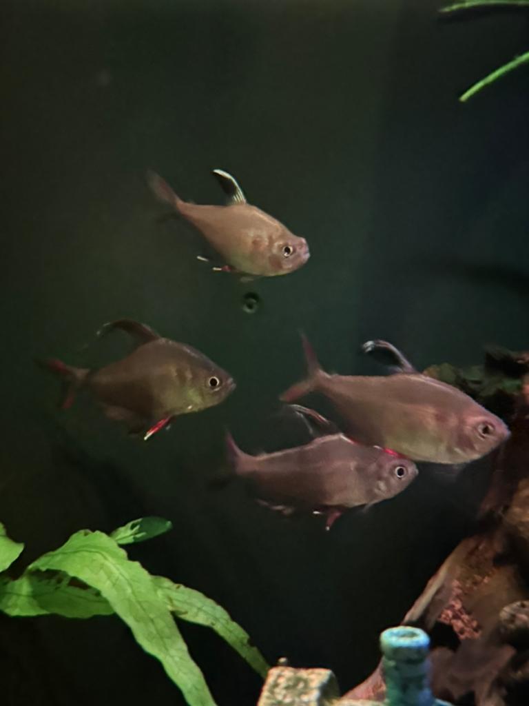 Roze tetras (Megalamphodus rosaceus) en dwergmeervallen, Vis