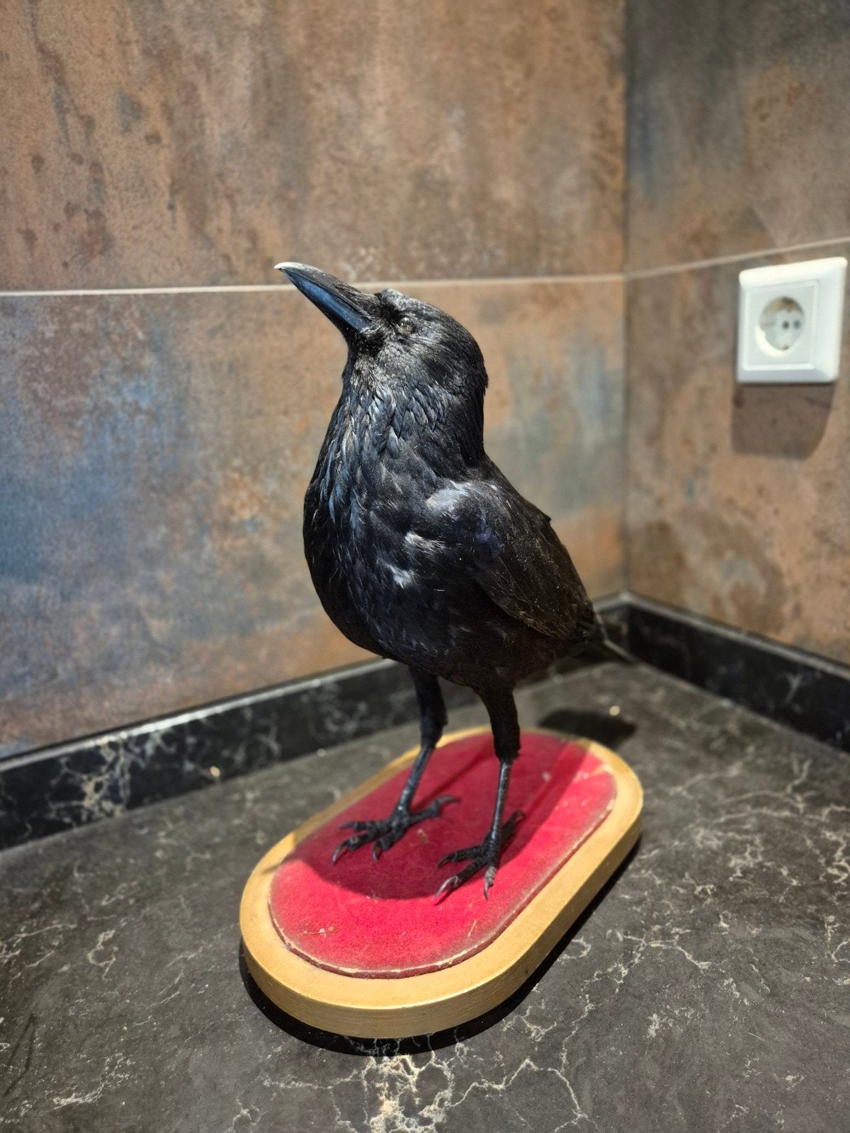 opgezette kraai taxidermie, Ophalen of Verzenden, Nieuw, Vogel, Opgezet dier