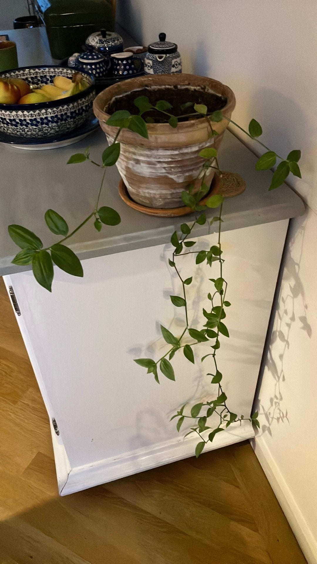 Lange hangplant, Ophalen, Halfschaduw, Minder dan 100 cm