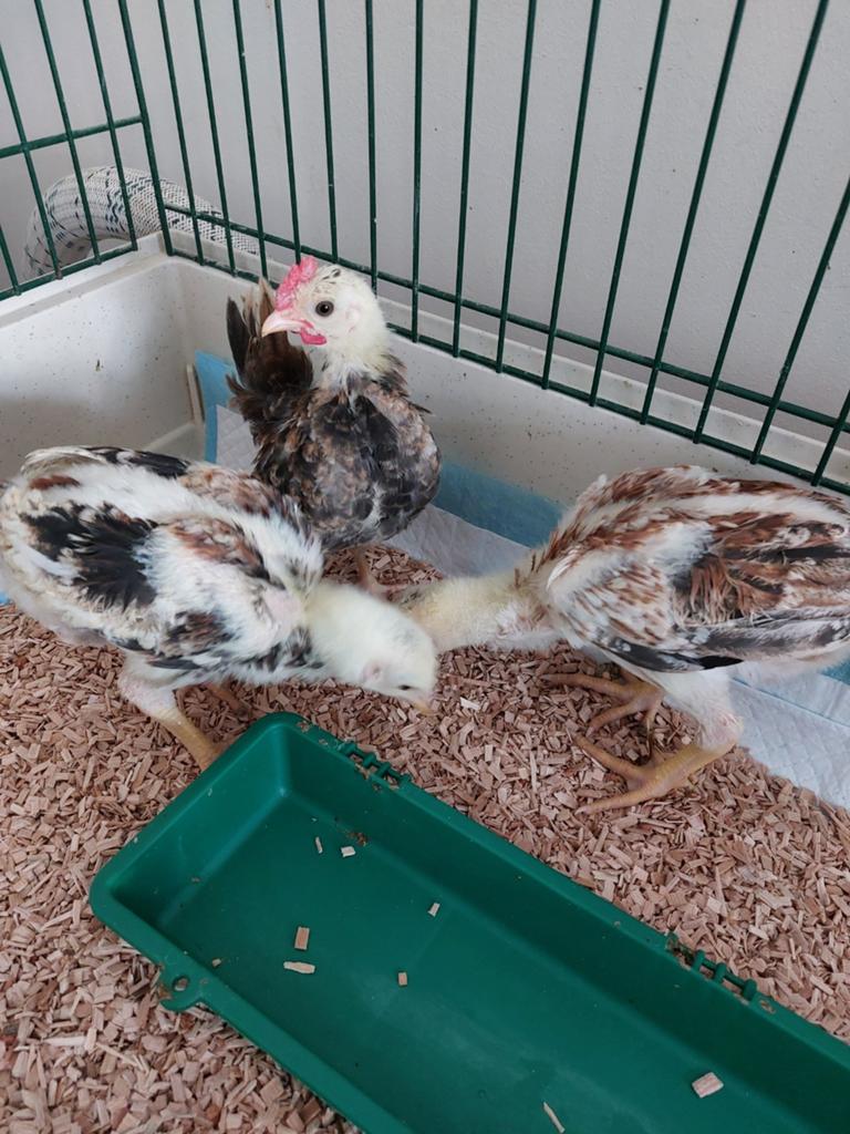 Tekoop 2shamokuikens en 1seremakuiken, Dieren en Toebehoren, Meerdere dieren, Kip