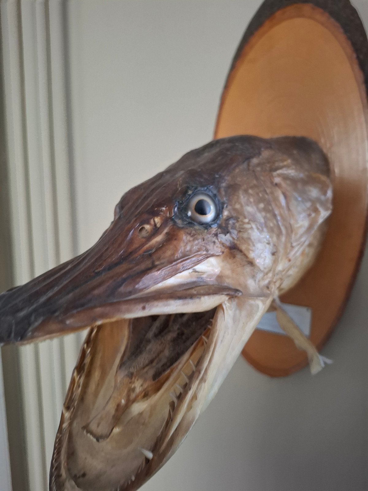 Taxidermie Snoekenkop, Dieren en Toebehoren, Mannelijk