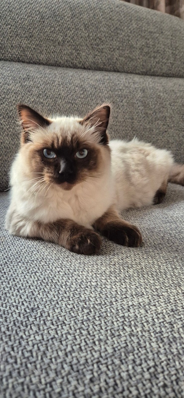 1.5 jarige ragdoll zoekt een nieuw huisje, Kater, Gechipt, 0 tot 2 jaar