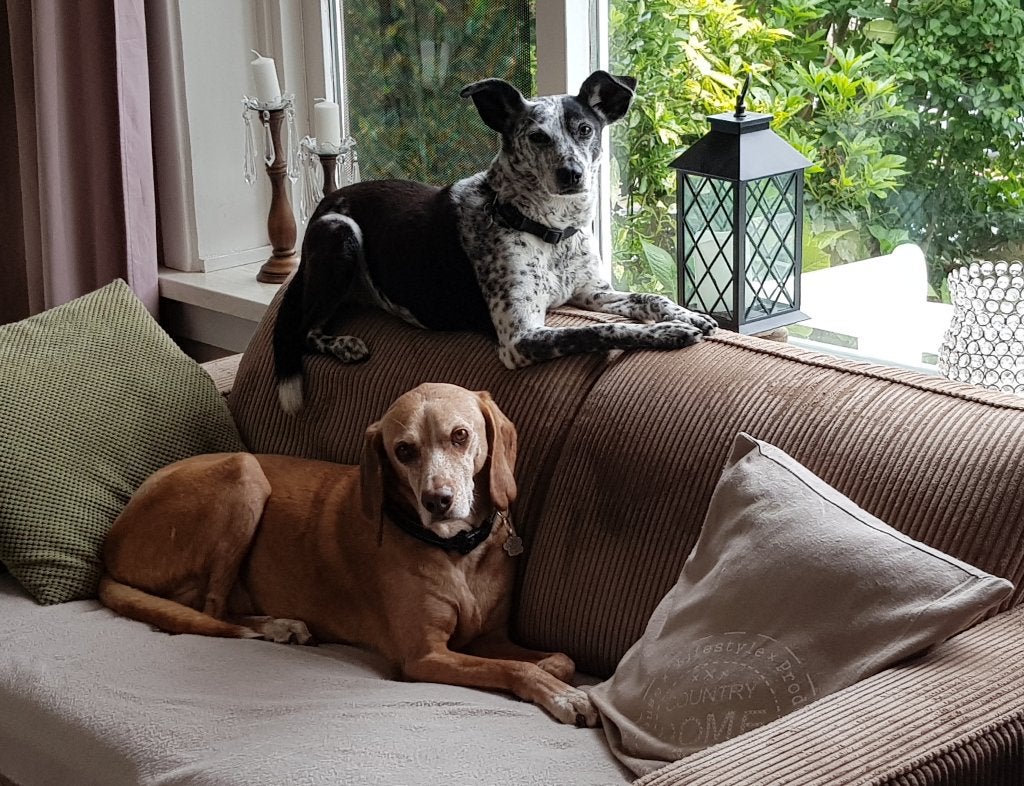 Hondenoppas, Dieren en Toebehoren, Ophalen of Verzenden, Nieuw