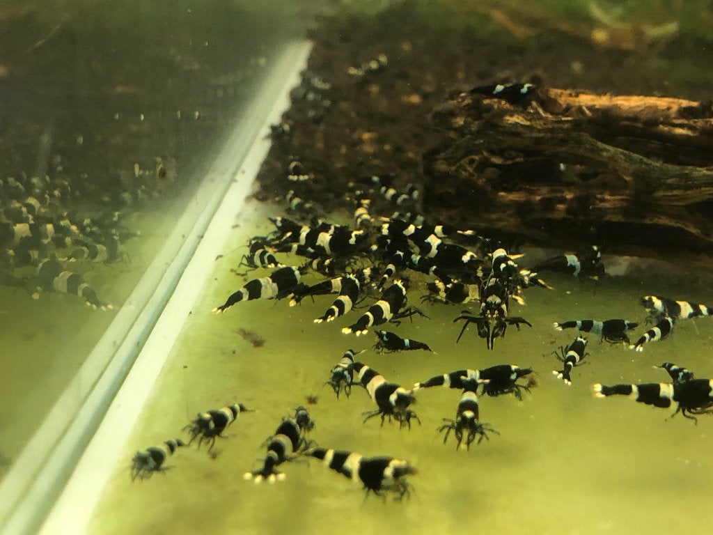 CARIDINA PANDA GARNALEN, Dieren en Toebehoren, Kreeft, Krab of Garnaal, Zoetwatervis, Schoolvis