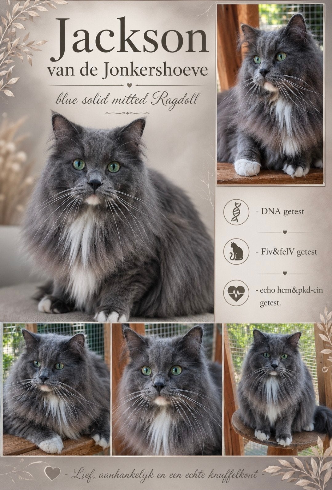 Ragdoll dekkater met stamboom en volledig getest., Poes, Met stamboom