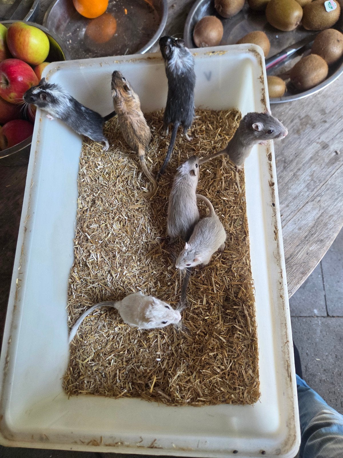 Gerbils, Mei, Meerdere dieren, Overige typen, Tam