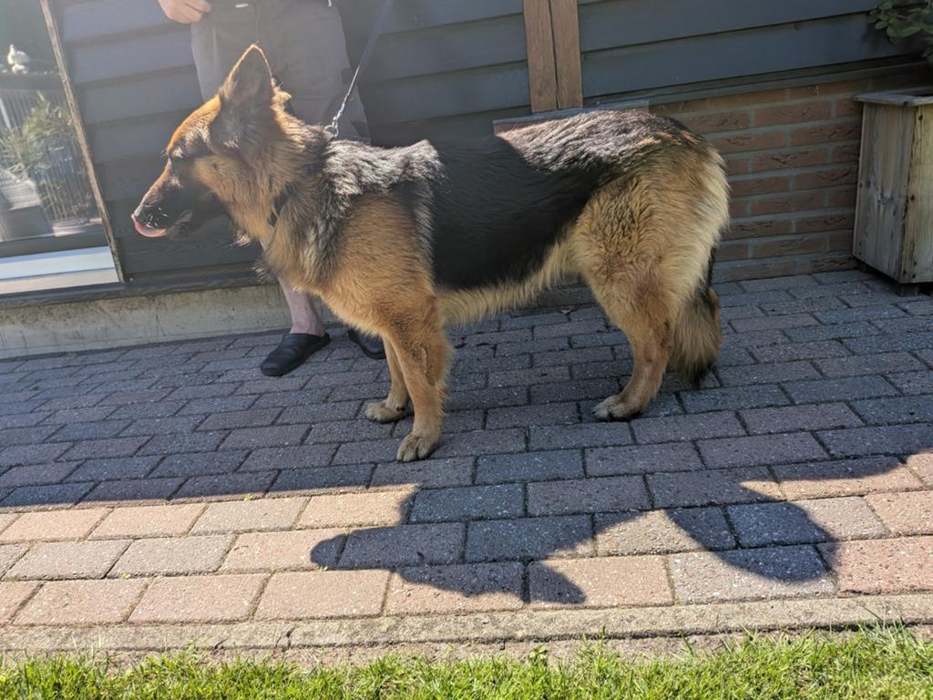 Duitse herder, Reu, 1 tot 2 jaar, Eén hond, Herder