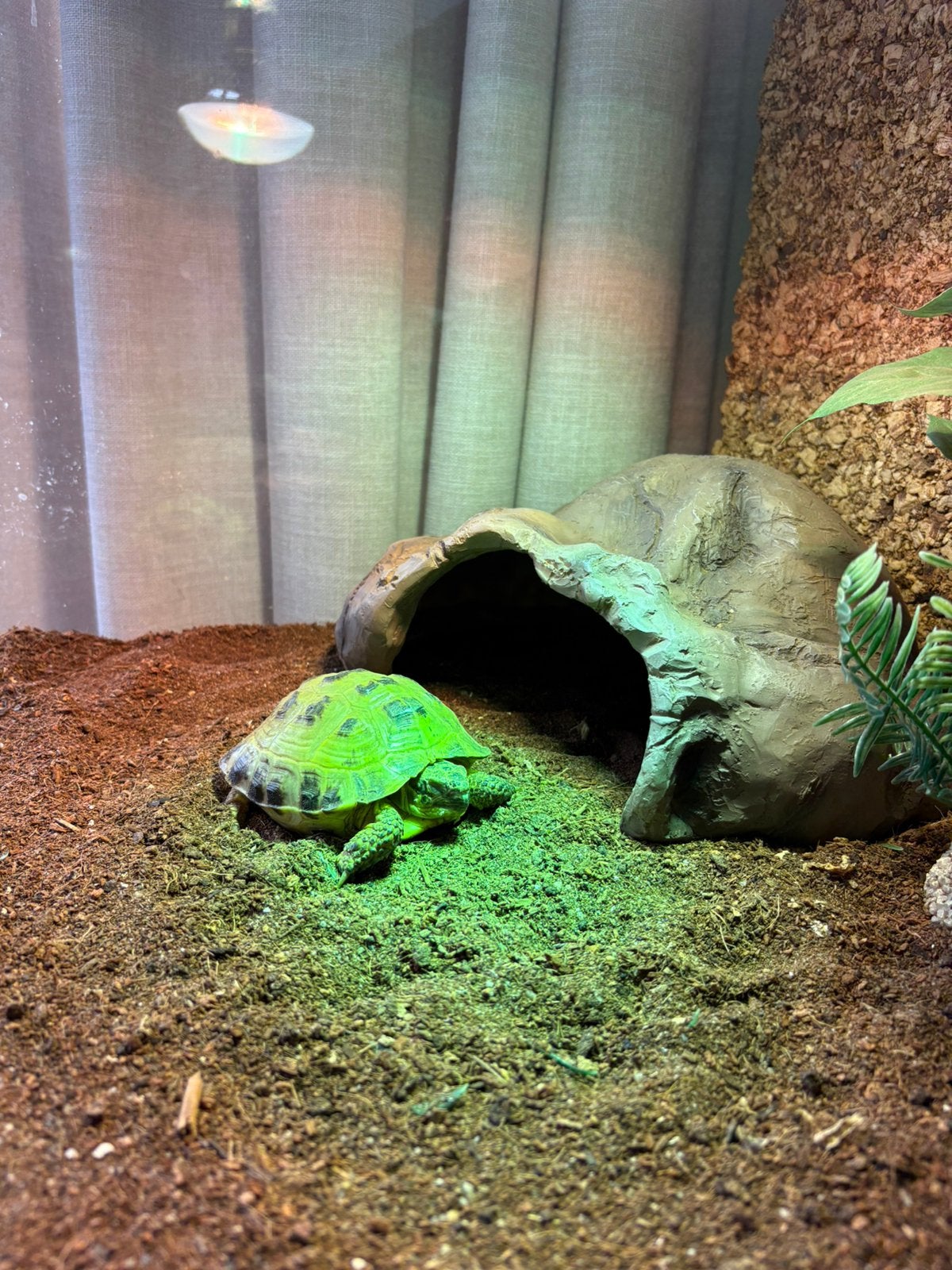 Vierteenlandschildpad + terrarium Tortoise - unknown for sale from Rinke