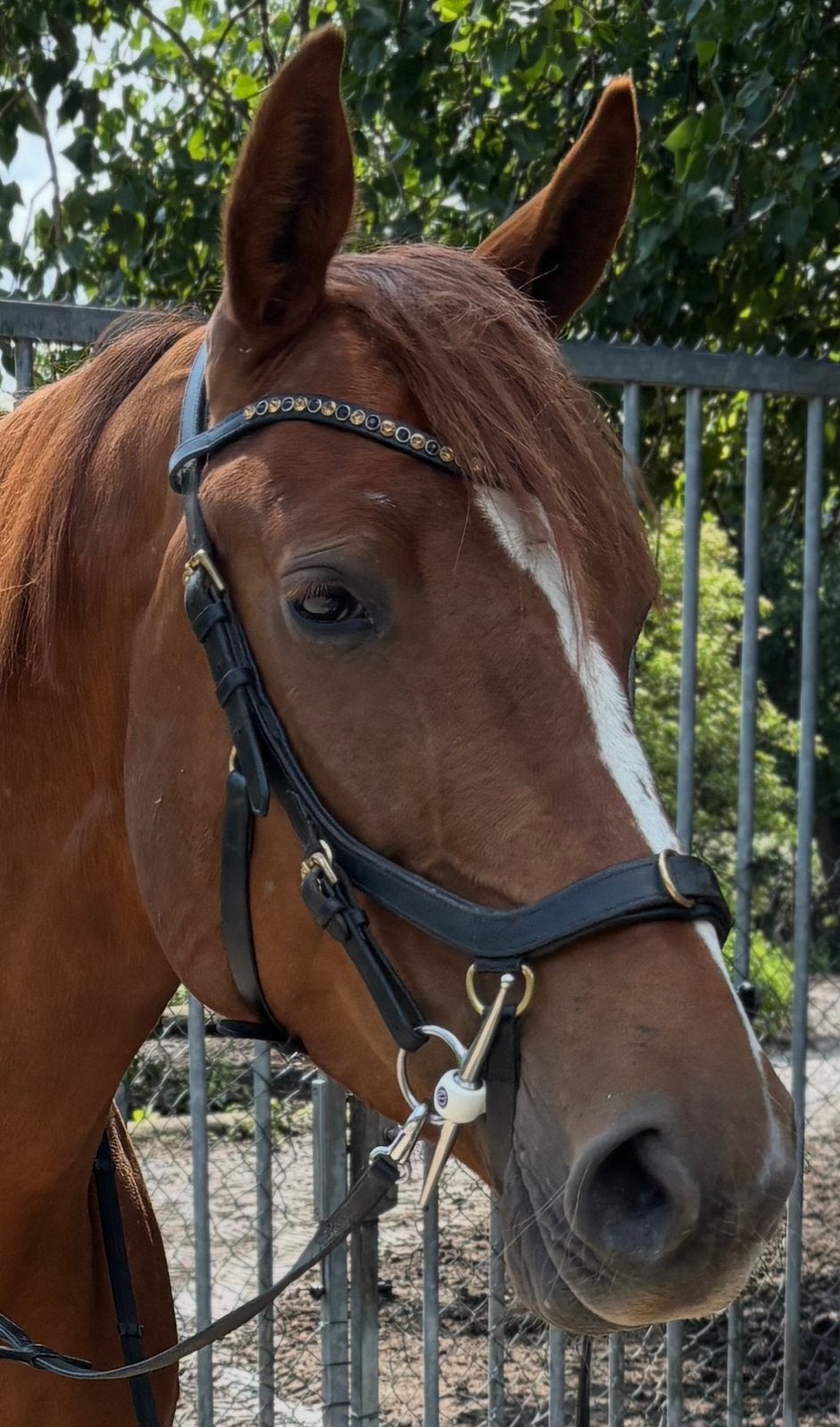 Rambo Micklem multibridle cob, Rambo, Ophalen of Verzenden, Cob, Goud