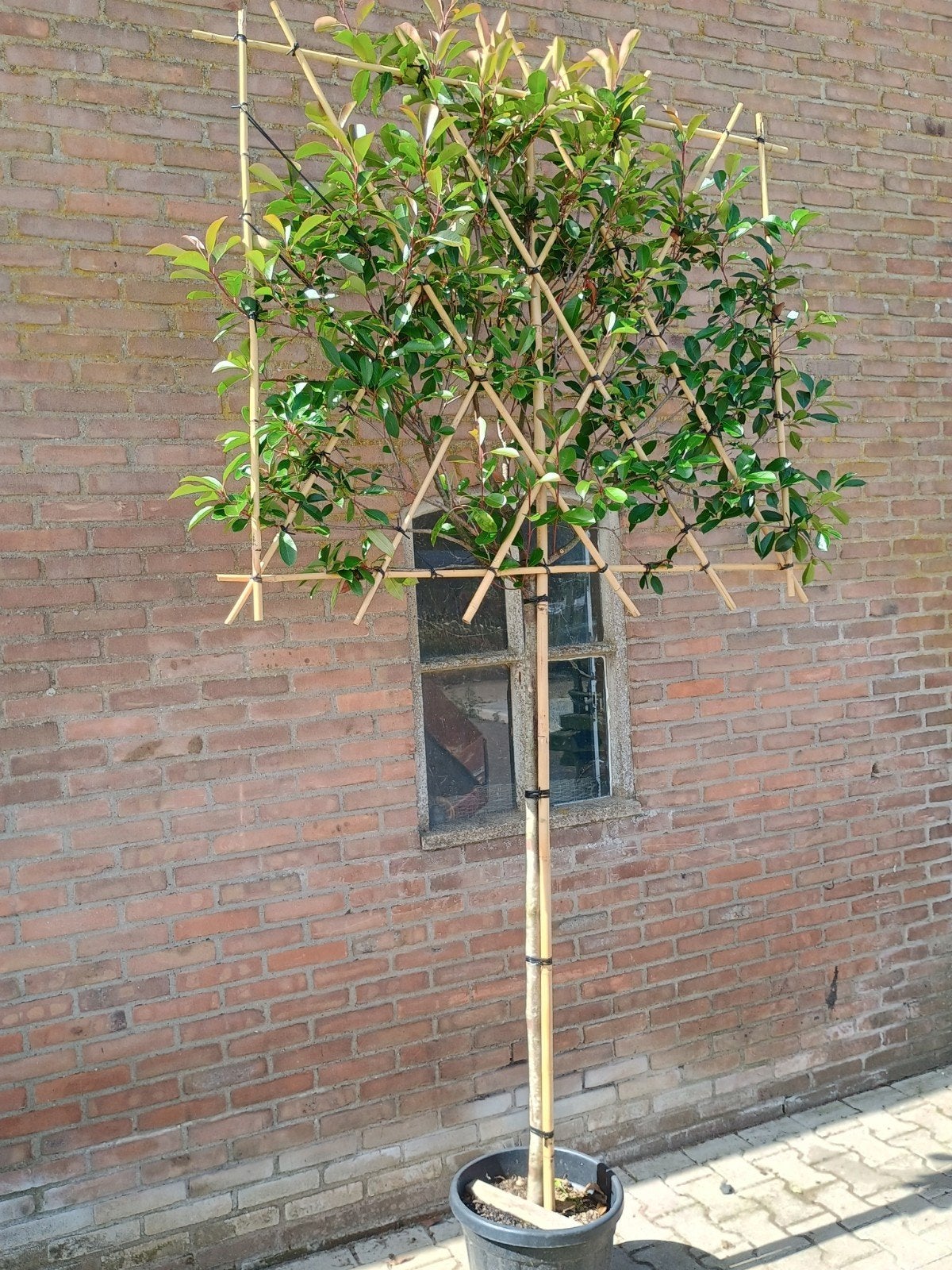 Lei Glansmispel (Photinia) - Stamhoogte 150 cm, Ophalen, Vaste plant, Overige soorten, Volle zon