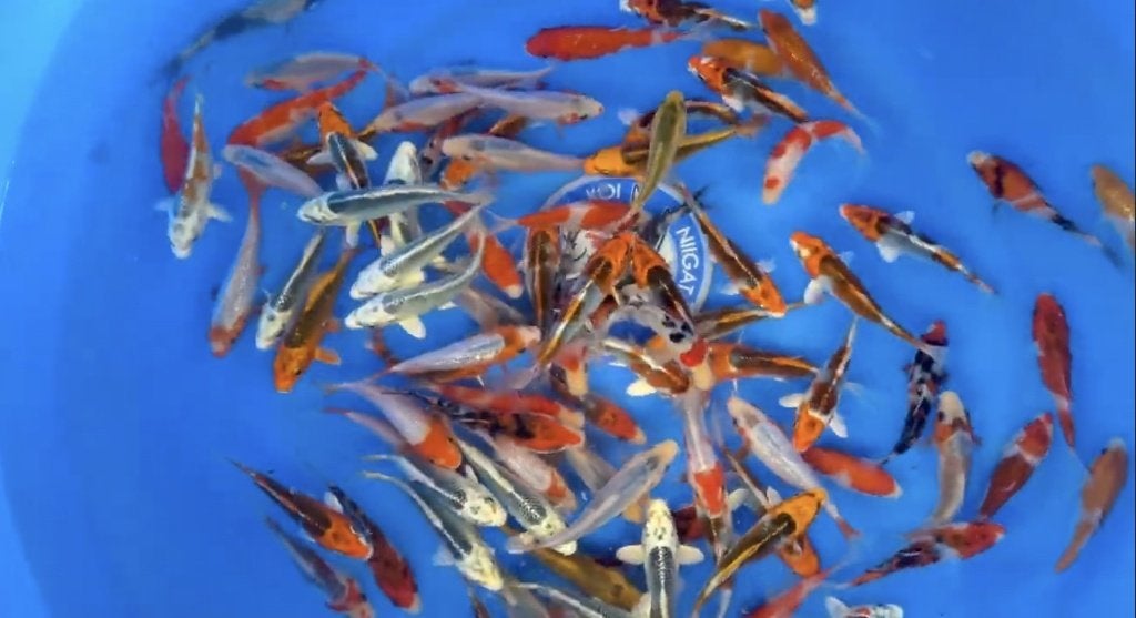 JAPANSE KOI YAMASAN-TOSAI 12-15 CM, Dieren en Toebehoren, Karper of Koi