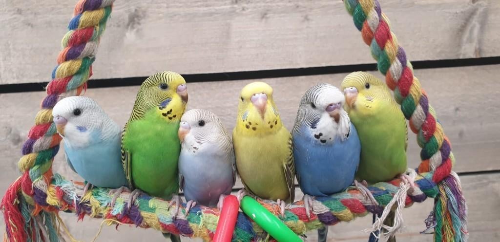 Jonge Baby Grasparkieten | Div. Kleuren | Handtam, Dieren en Toebehoren, Vogels | Parkieten en Papegaaien, Meerdere dieren, Parkiet