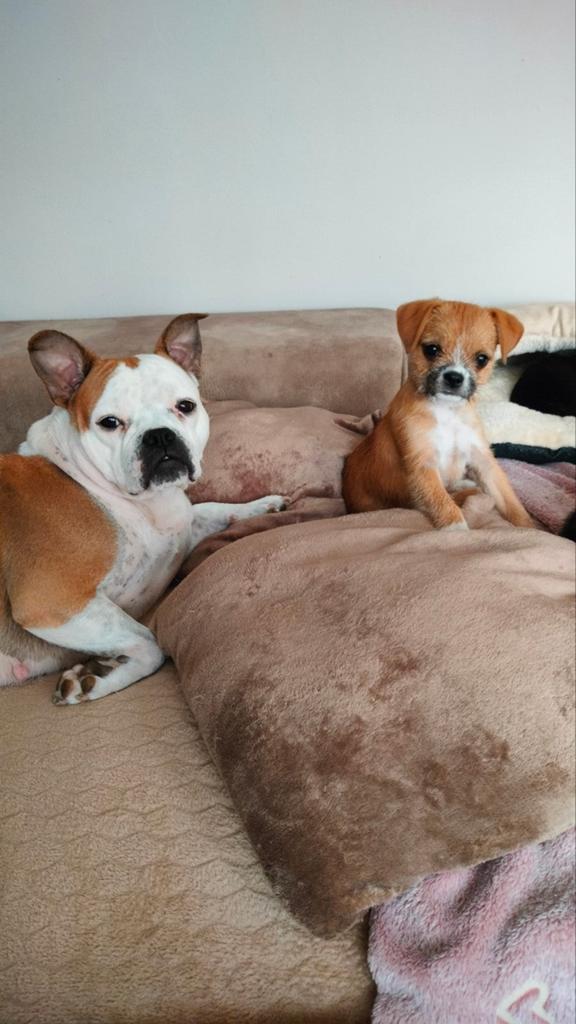 Leuke kruising pup, 8 tot 15 weken, Eén hond, Nederland, Particulier