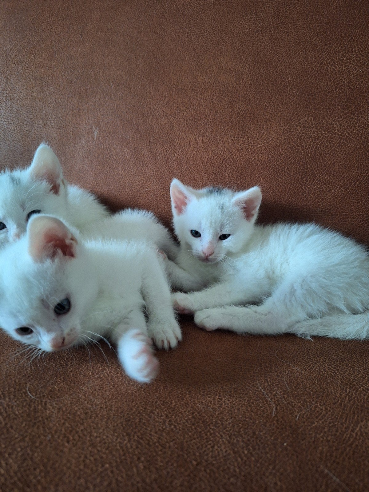 Witte  halve turkse angora kitten kater te koop, Dieren en Toebehoren, Kater