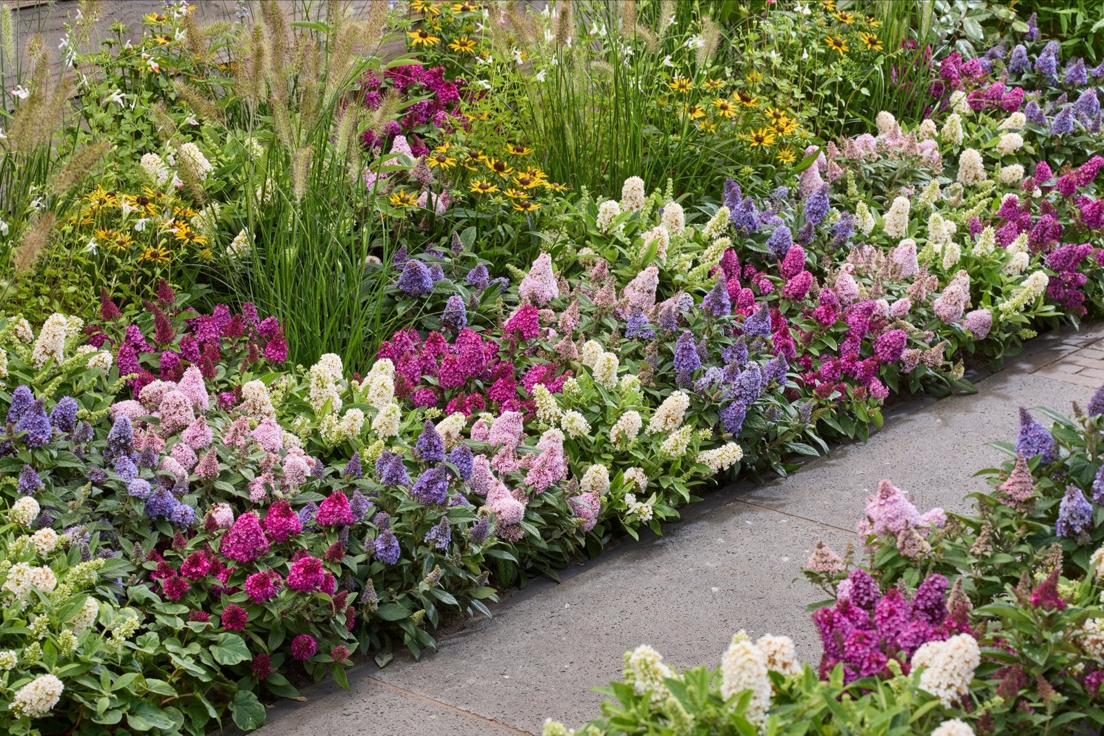 Dwergvlinderstruik Rockstar 40-50 cm - Rosé, Blauw of Rood, Volle zon, Vaste plant, Zomer, Ophalen