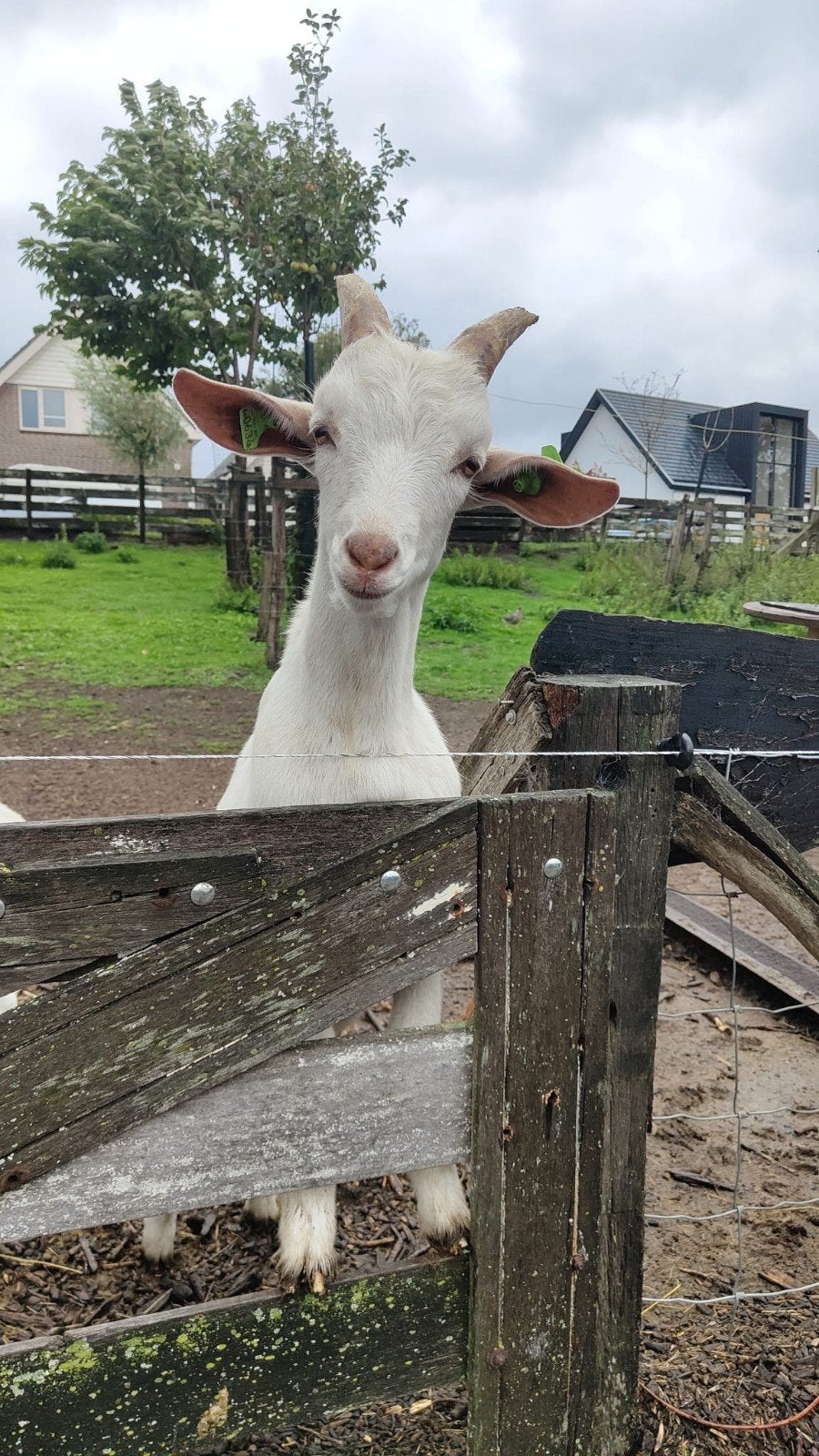 Witte dekbok, Dieren en Toebehoren, Mannelijk, Geit, 0 tot 2 jaar