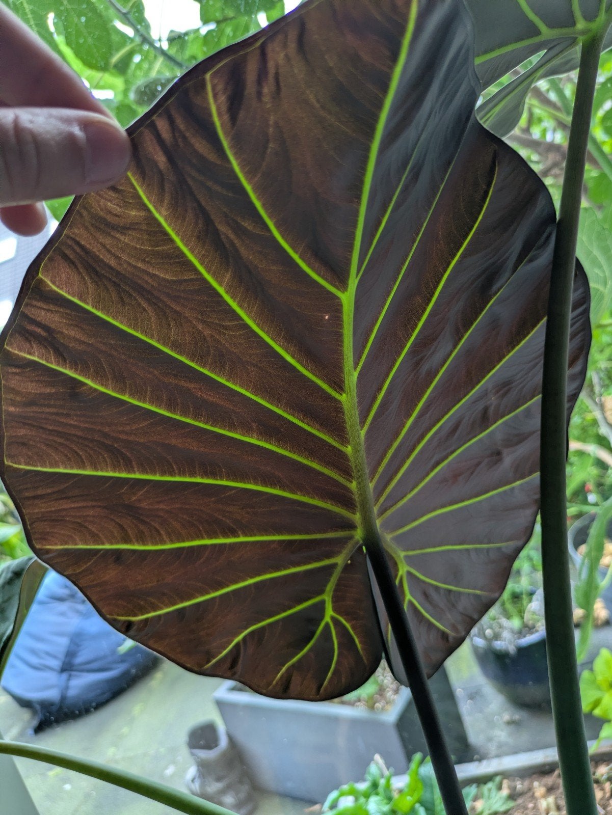 Alocasia Regal Shields knolletjes, Ophalen of Verzenden, Halfschaduw, Minder dan 100 cm
